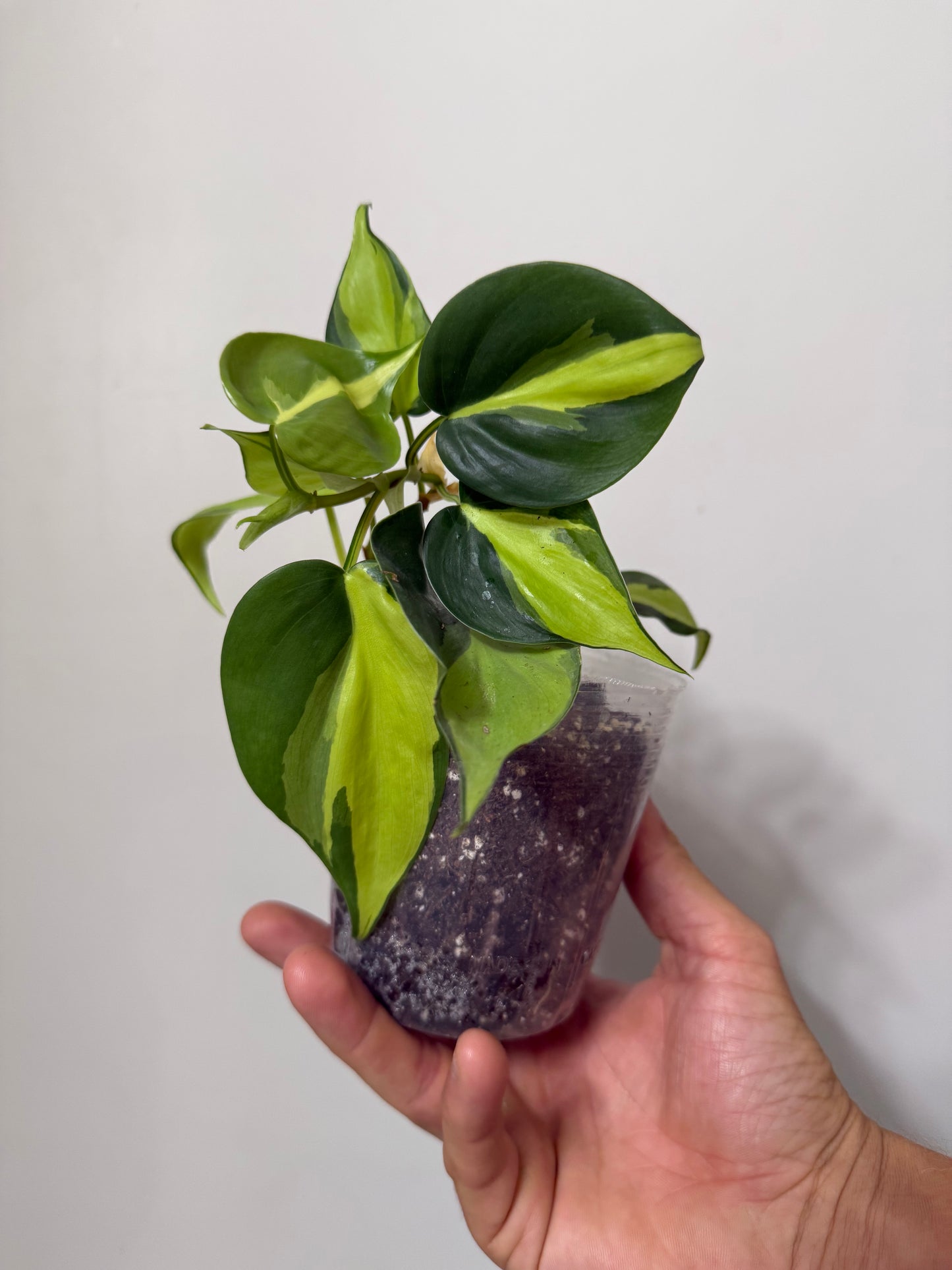 4” Philodendron Brasil
