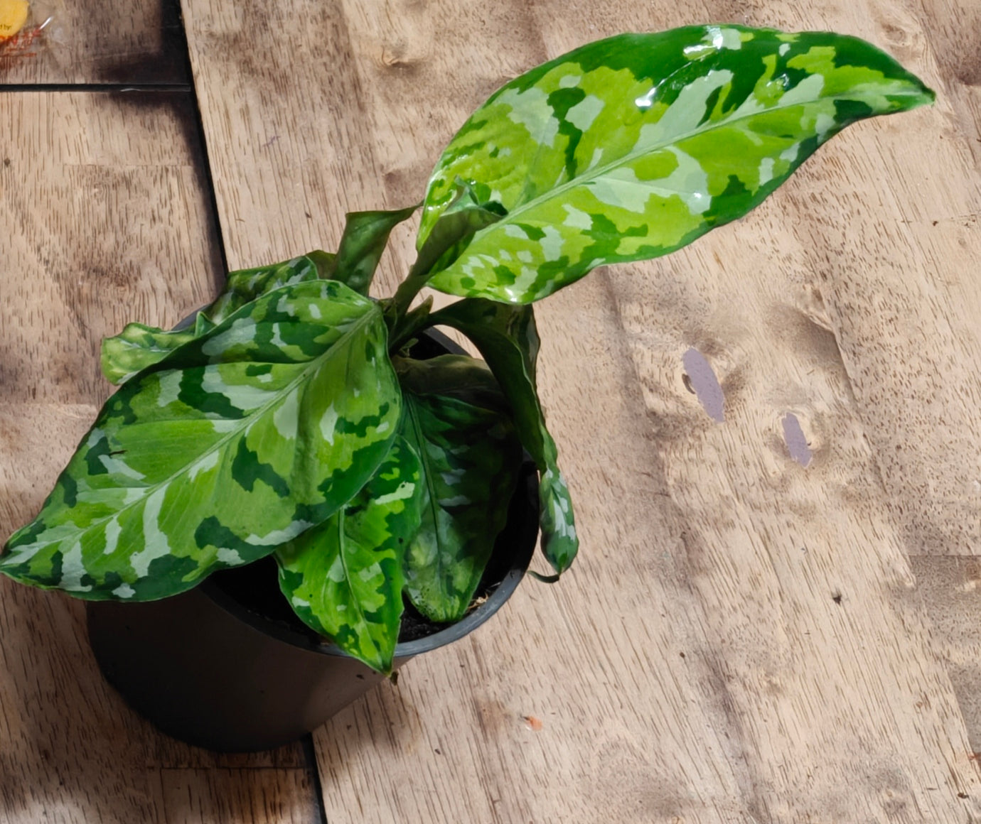 Aglonema Pictum Tricolor