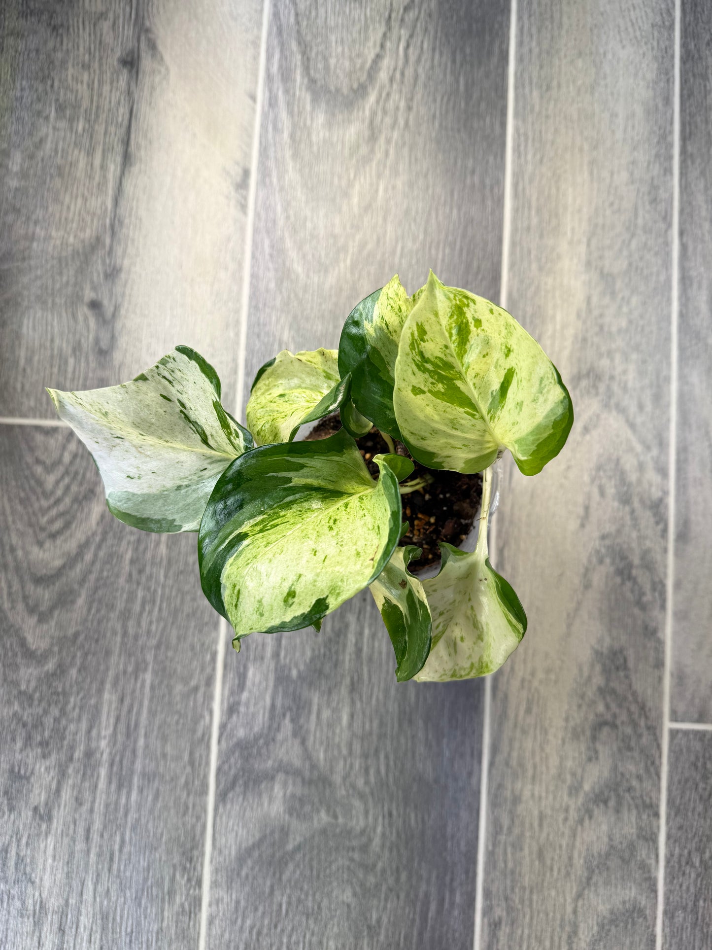 Manjula Pothos