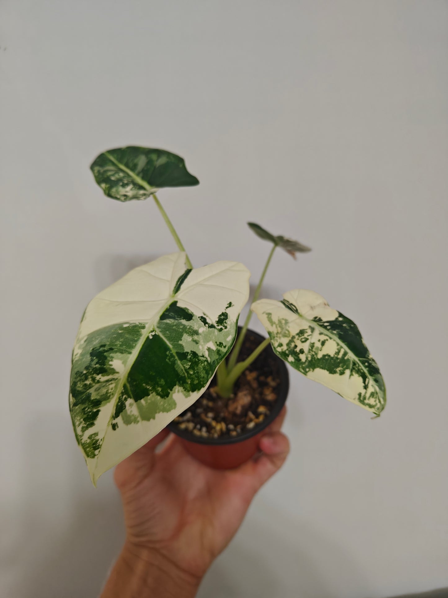 Alocasia Frydek
