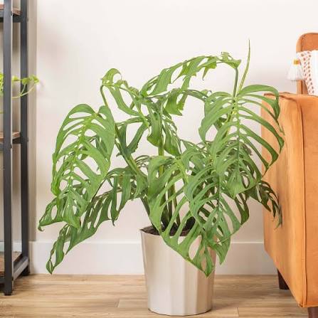 Monstera Esqueleto
