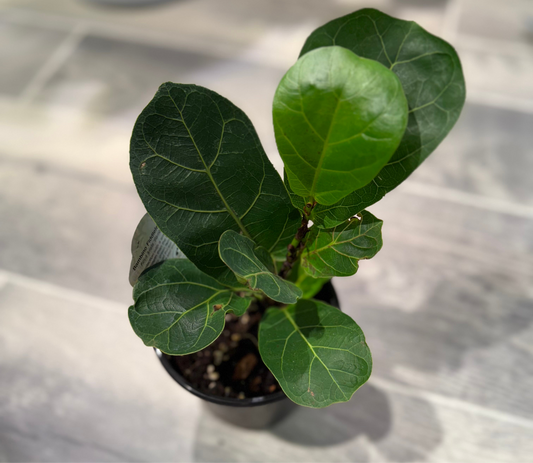 Fiddle-Leaf Fig