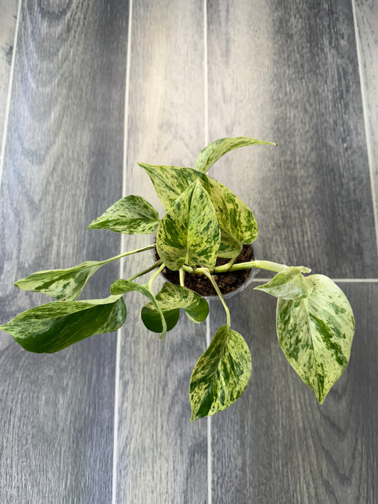 Marble Queen Pothos
