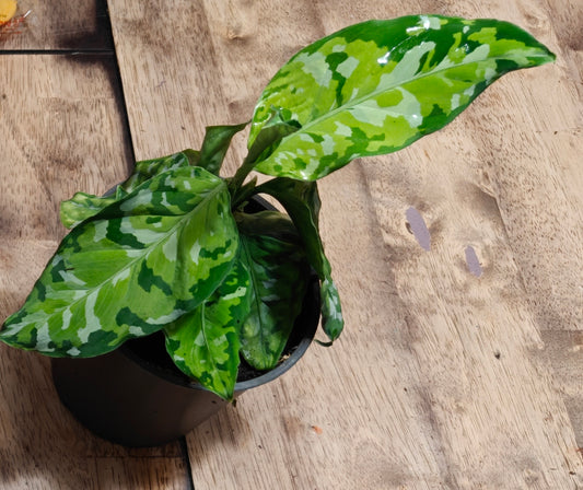 Aglonema Pictum Tricolor