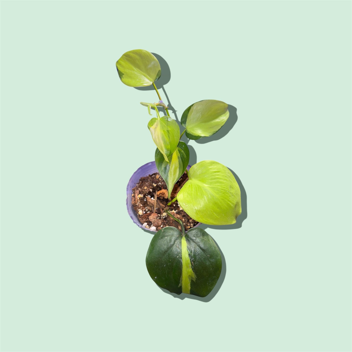 4” Philodendron Brasil