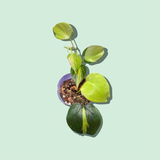 4” Philodendron Brasil