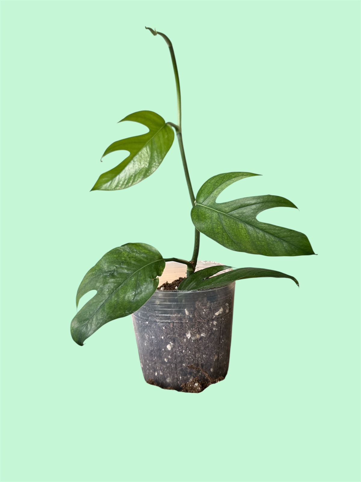 Baltic Blue Pothos
