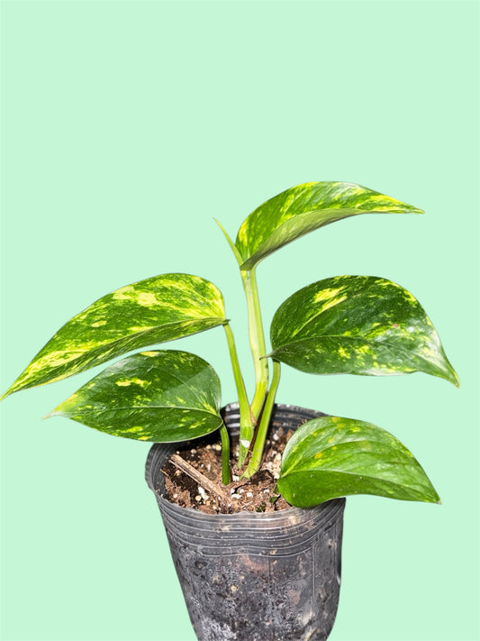 Golden Pothos