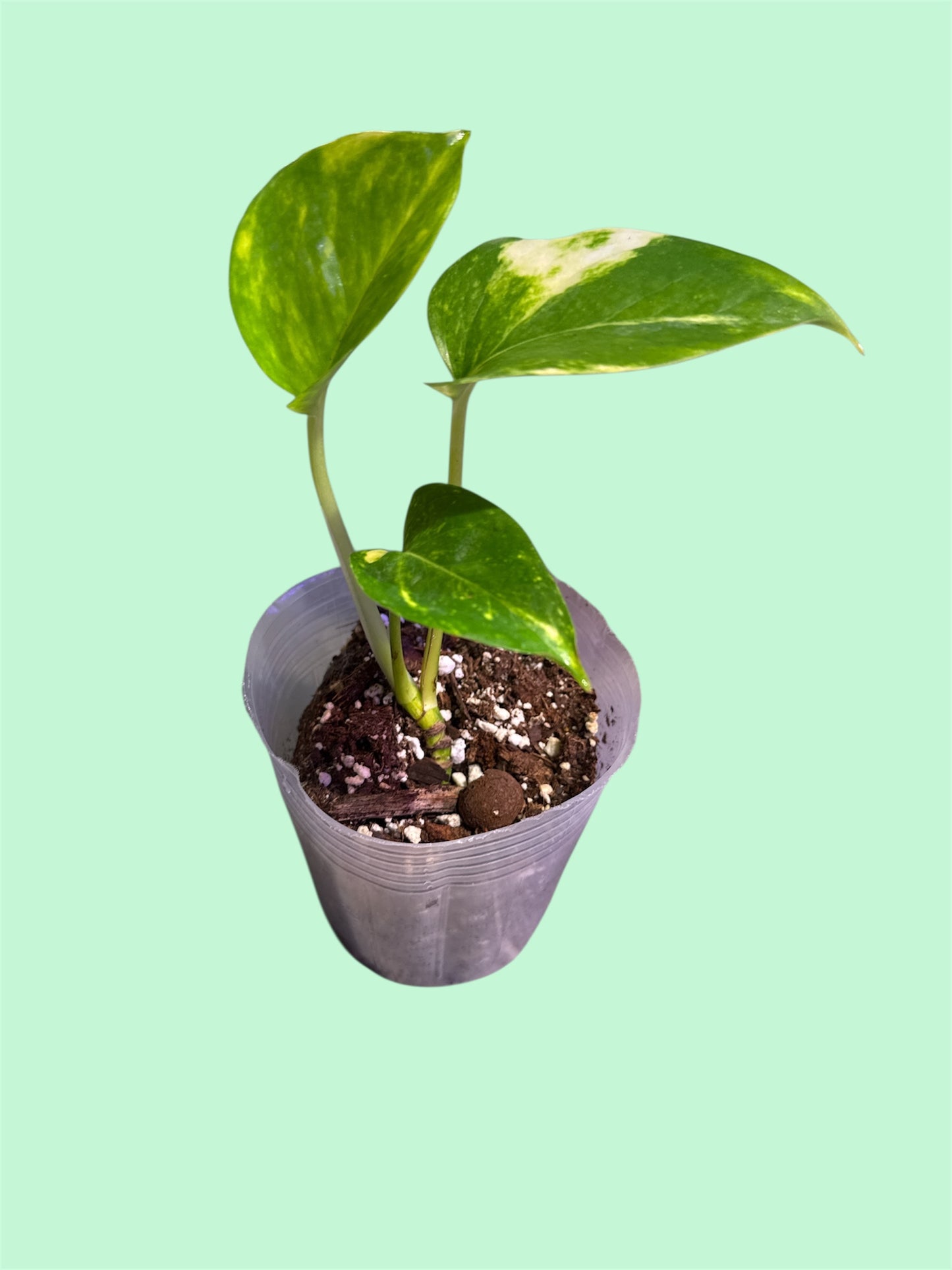 Golden Pothos
