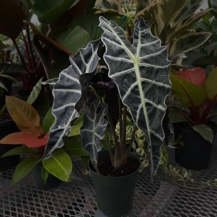 Alocasia Amazonica