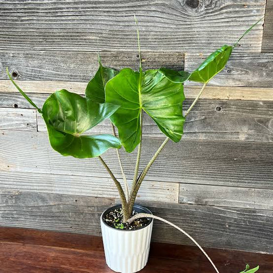 Alocasia Stingray