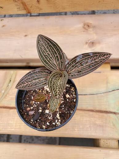 Ludisia Discolor 'Spiderman' Jewel Orchid