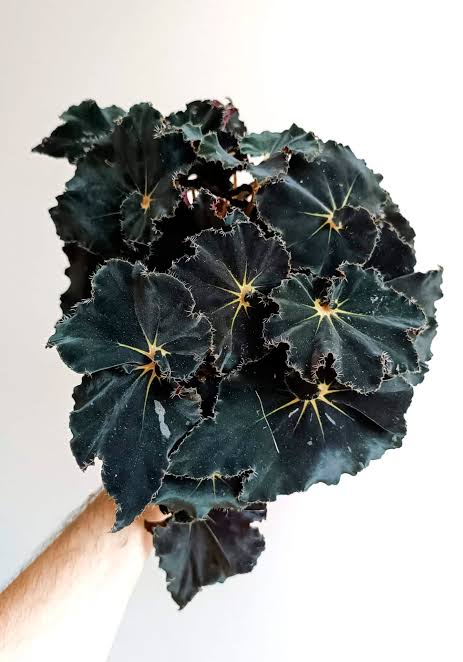 Begonia Black Mamba