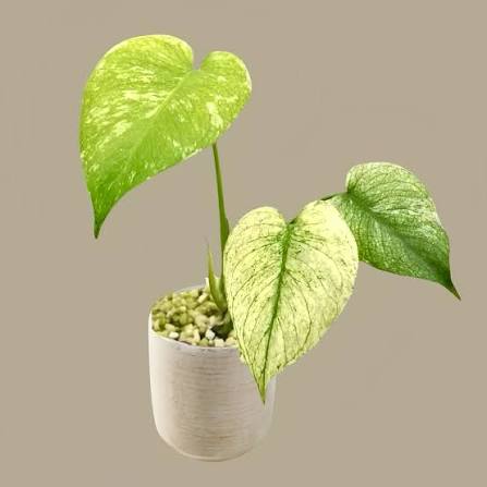Monstera Mint
