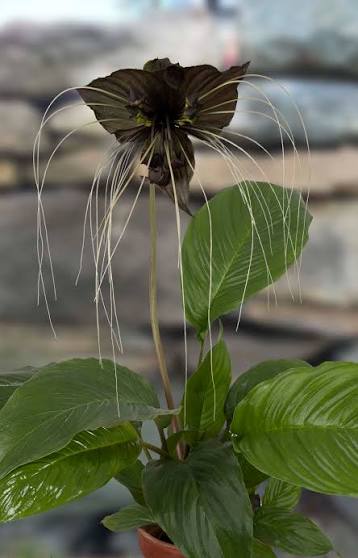 Tacca Chantrieri (Black Bat)