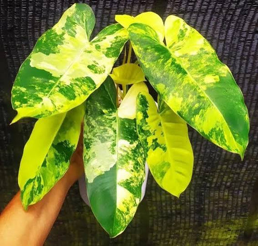 Philodendron Burle Marxx Variegated