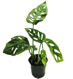 Monstera Adansonii